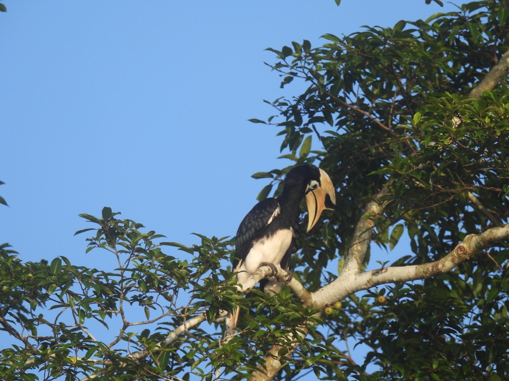 Oriental Pied-Hornbill - ML619128539