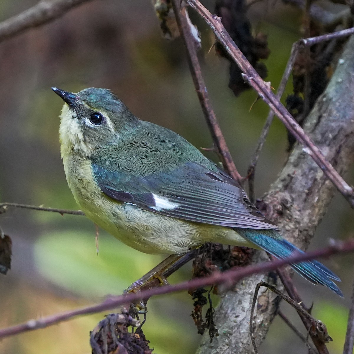 Black-throated Blue Warbler - TJ Byrd