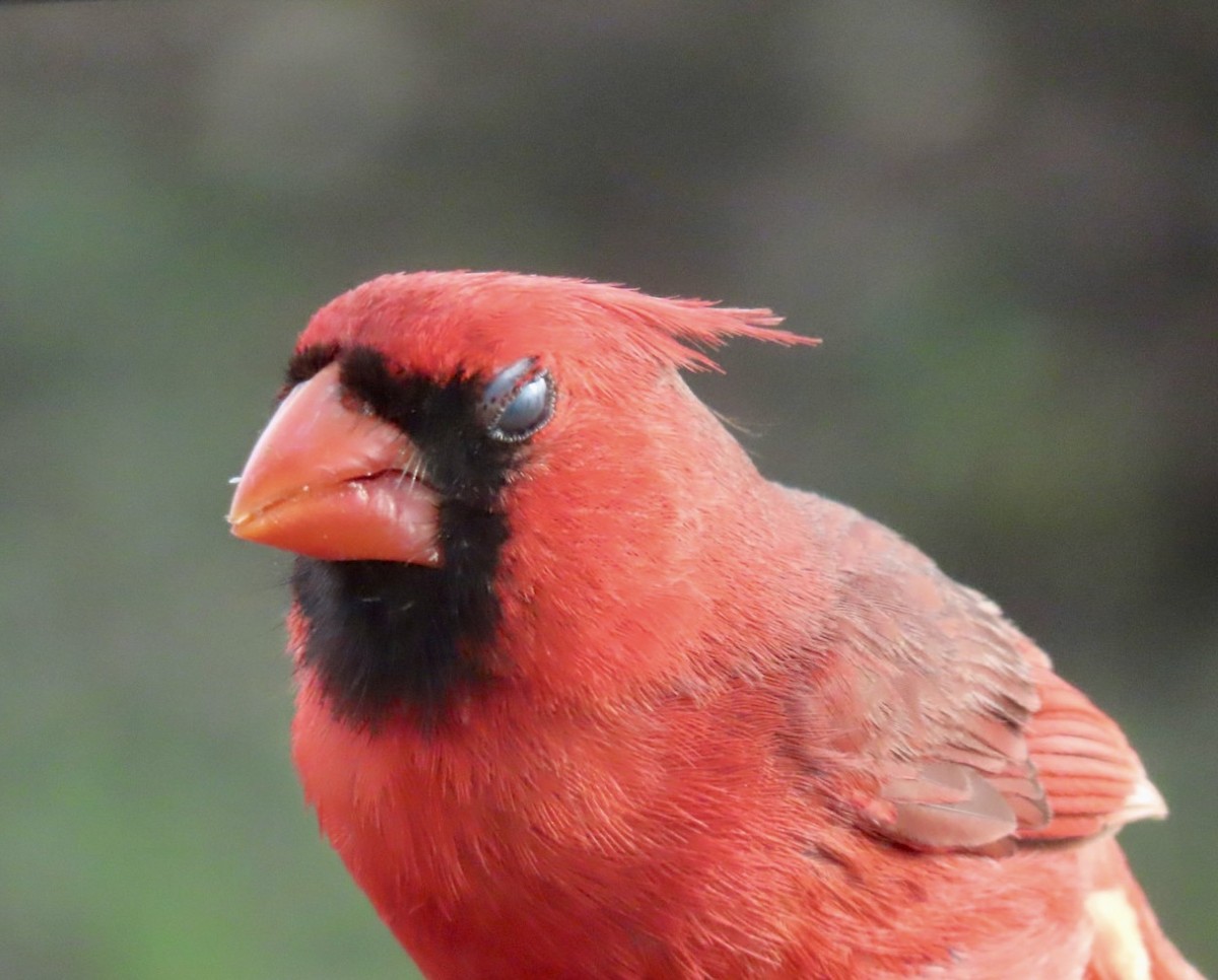 Northern Cardinal - Holly Key