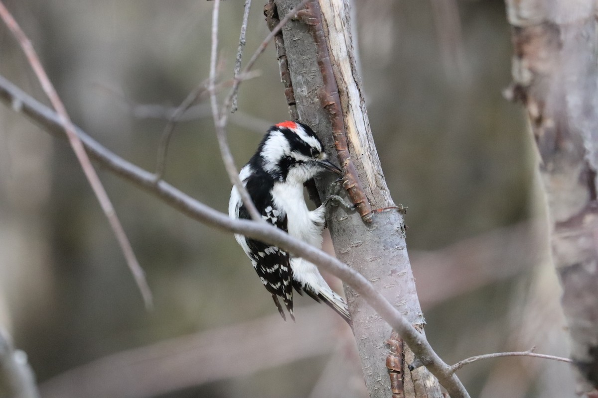 Downy Woodpecker - ML619128564