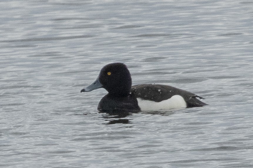 Tufted Duck - ML619128575
