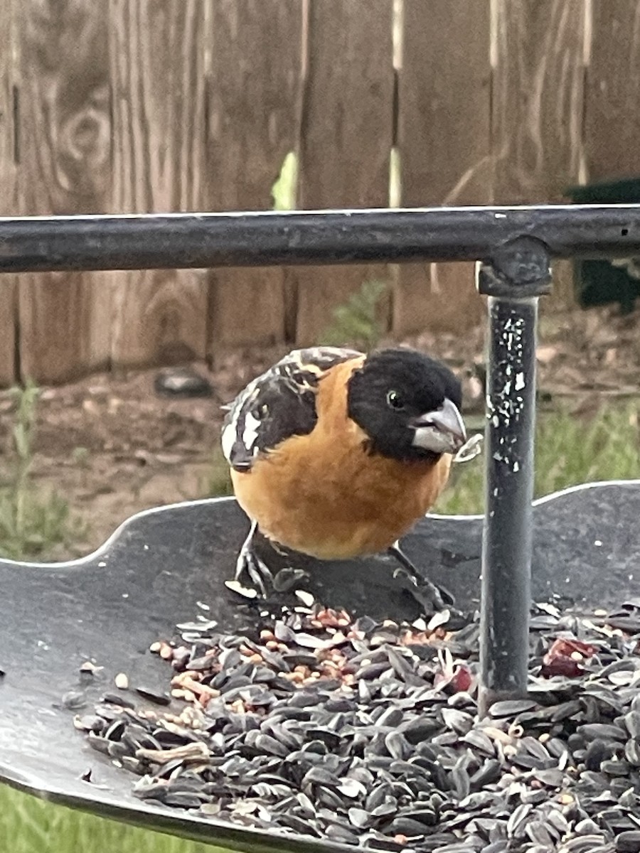 Black-headed Grosbeak - Holly Key