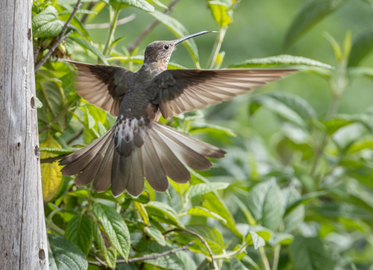 Giant Hummingbird - Joe Aliperti