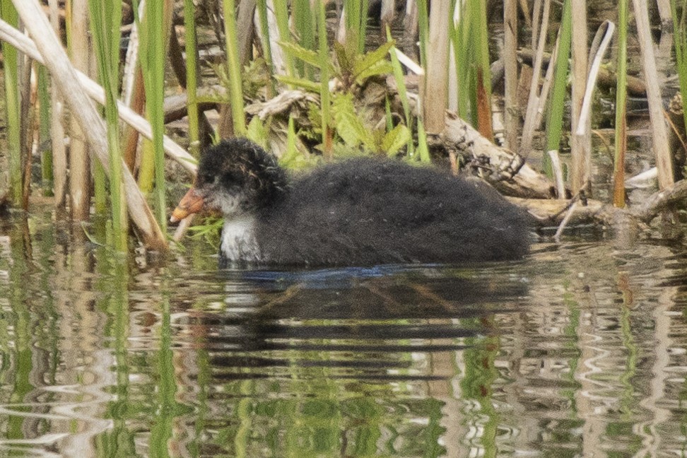 Eurasian Coot - ML619128595