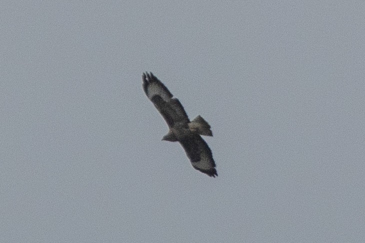 Common Buzzard - ML619128629