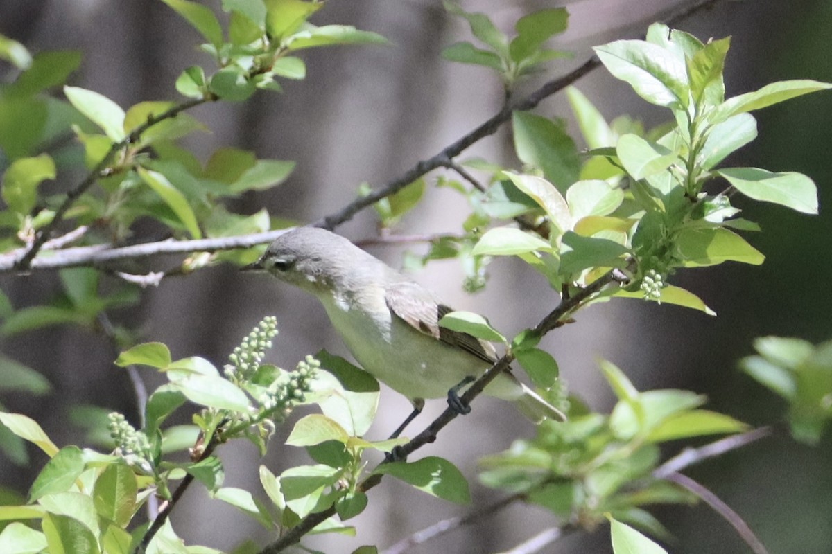 Warbling Vireo - ML619128650