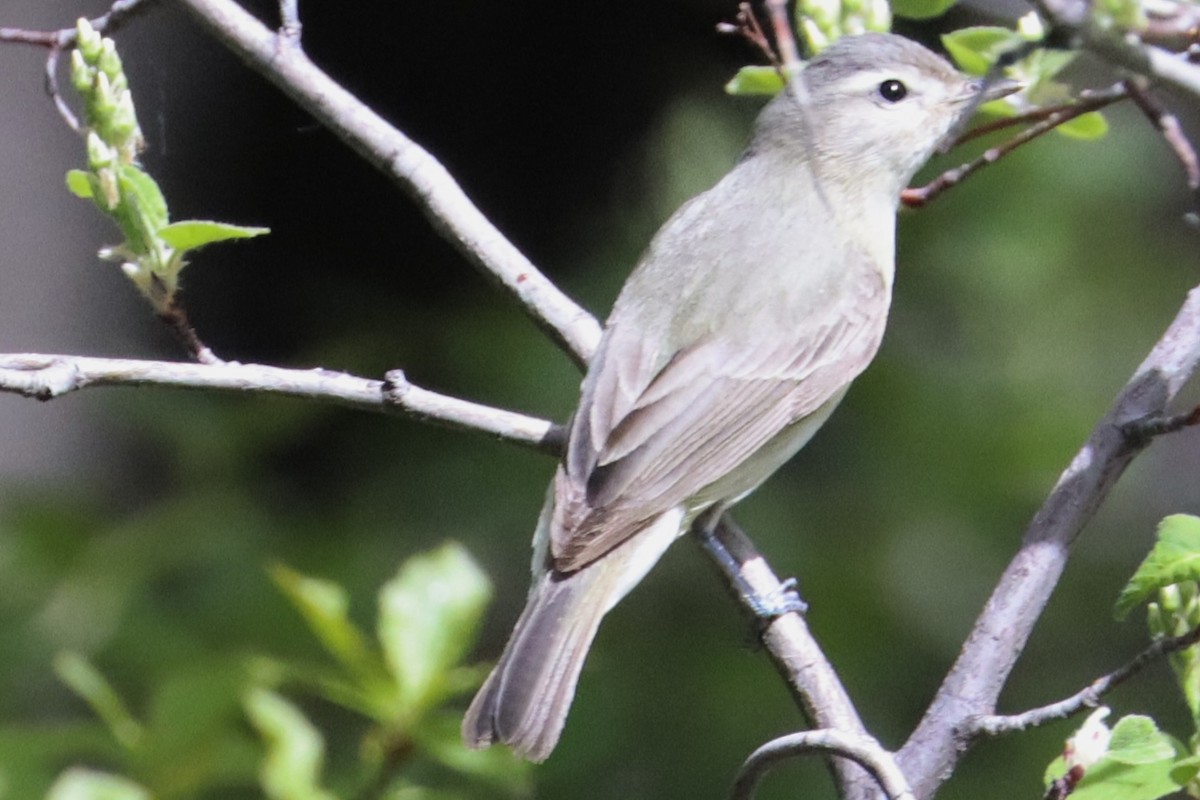 Warbling Vireo - ML619128655