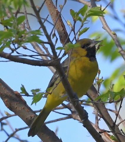 Orchard Oriole - Emilie Strauss