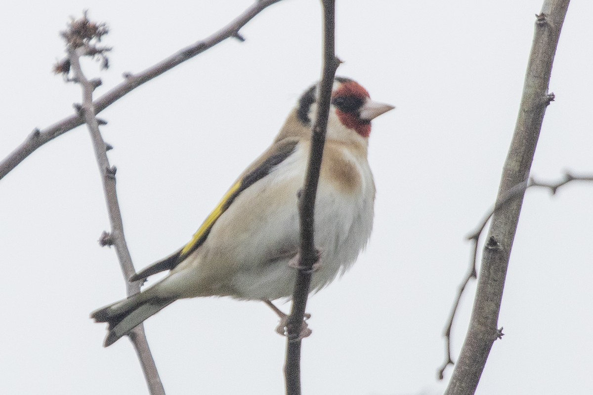 European Goldfinch - Peter Gadd