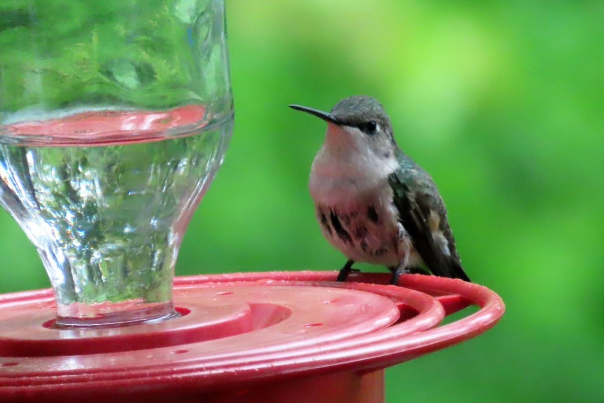 Ruby-throated Hummingbird - Peter & Jane Wolfe