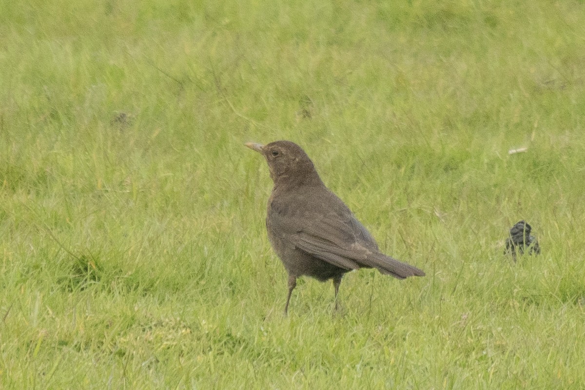 Eurasian Blackbird - ML619128682