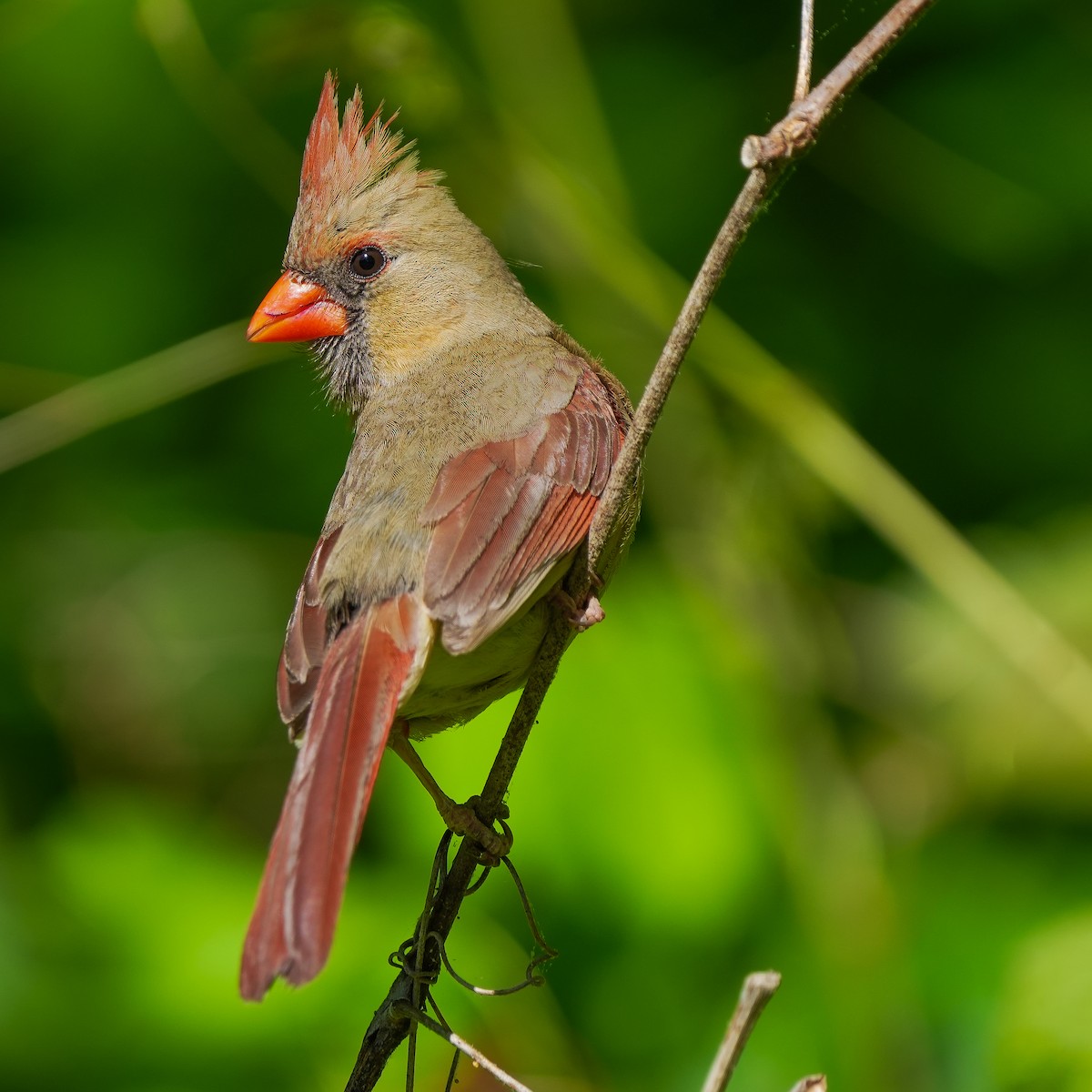 Northern Cardinal - TJ Byrd