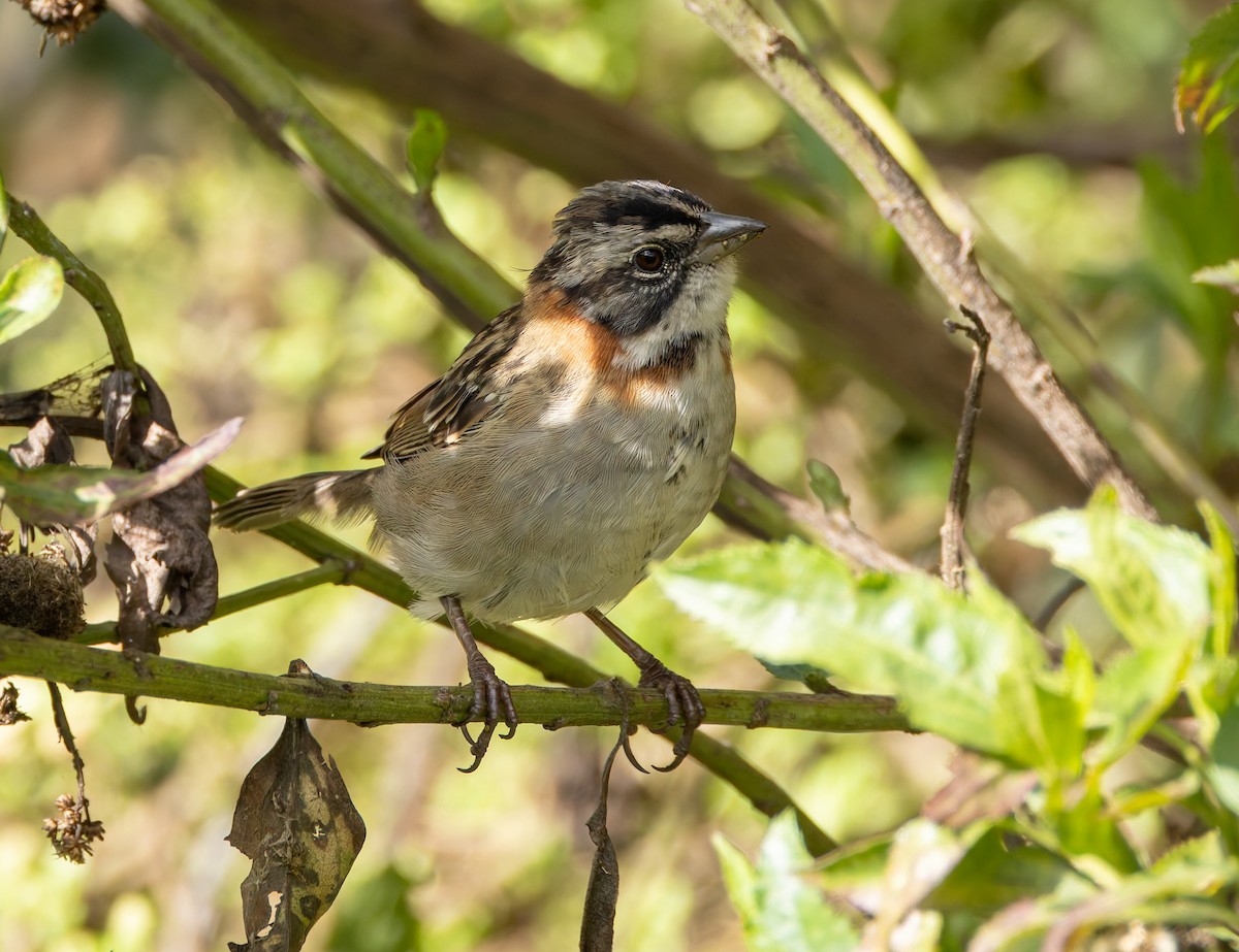 Rufous-collared Sparrow - Joe Aliperti
