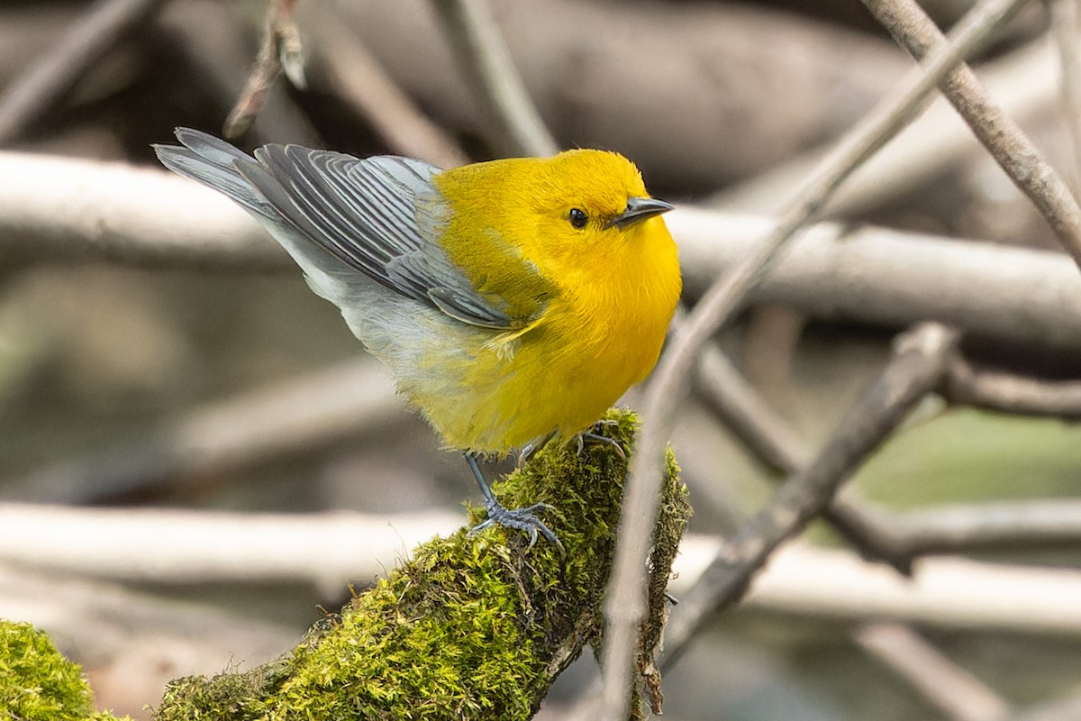 Prothonotary Warbler - Kyle Blaney