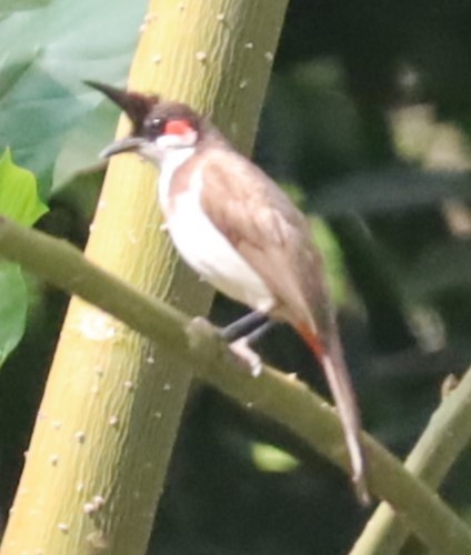 Red-whiskered Bulbul - Gautham Mohan