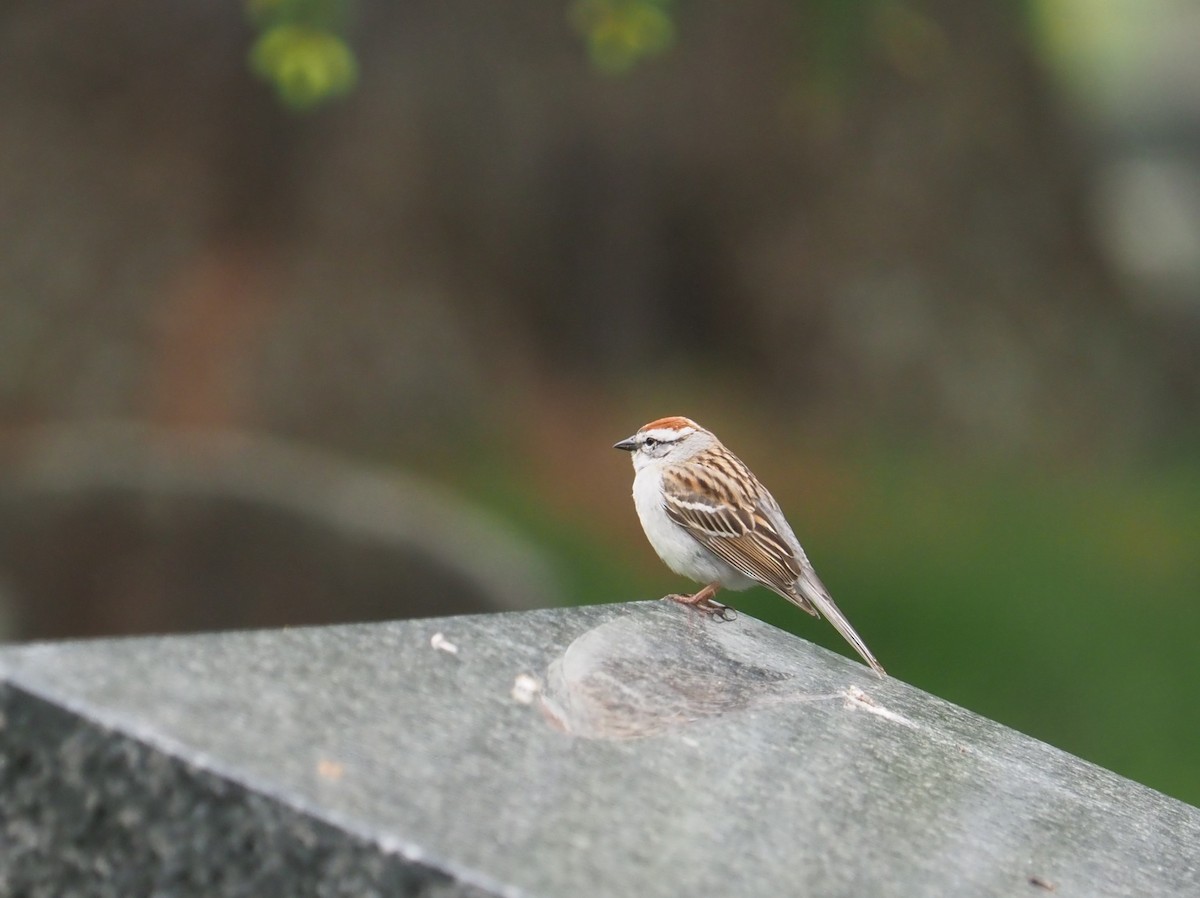 Chipping Sparrow - ML619128723