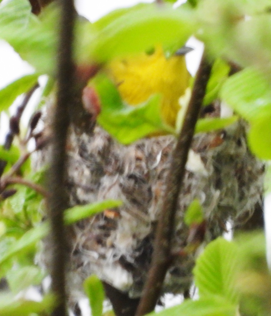 Yellow Warbler - alan murray