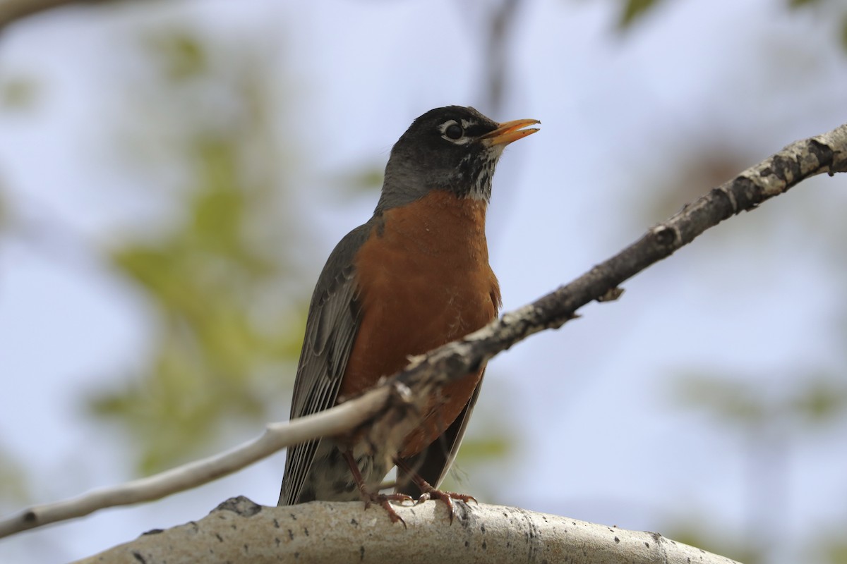 American Robin - Sarah von Innerebner