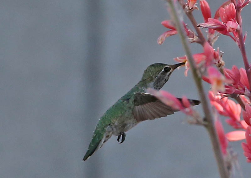 Anna's Hummingbird - Michael Walther