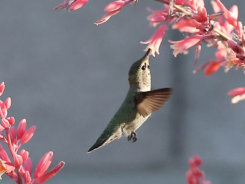 Anna's Hummingbird - Michael Walther
