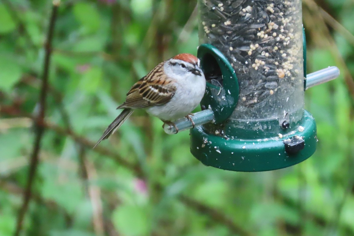 Chipping Sparrow - Peter & Jane Wolfe
