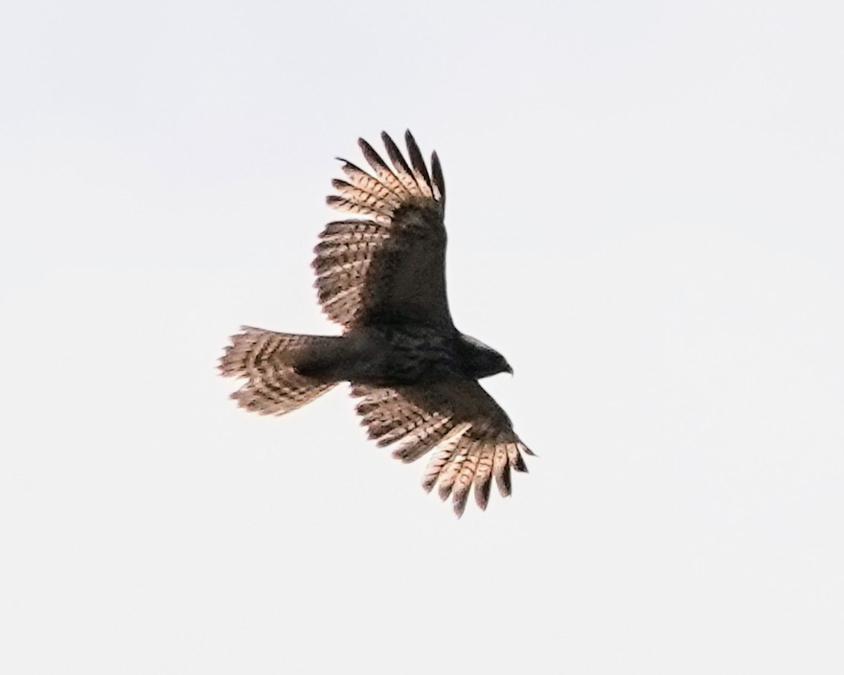 Red-shouldered Hawk - ML619128771