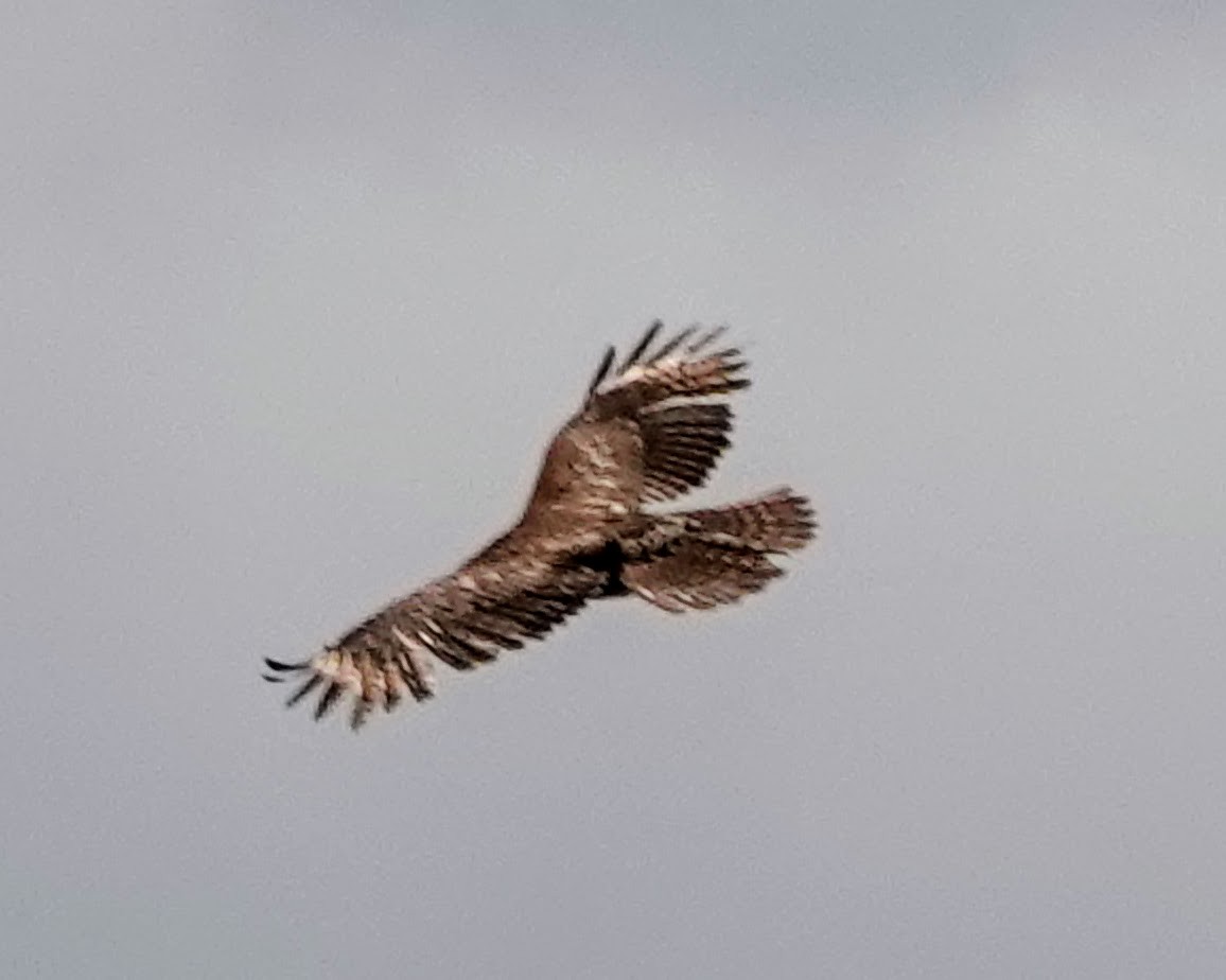 Red-shouldered Hawk - ML619128772