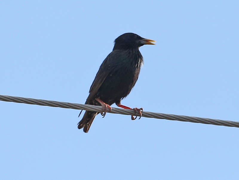 European Starling - Michael Walther