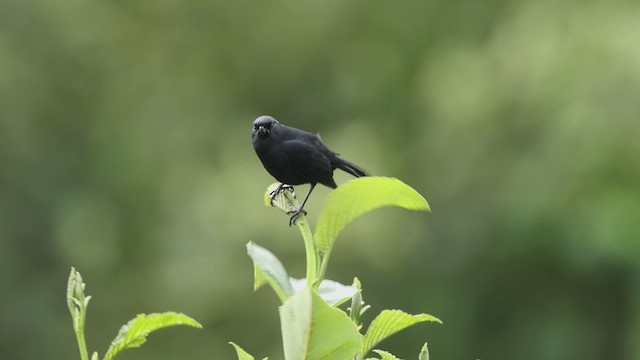 Black Flowerpiercer - ML619128799