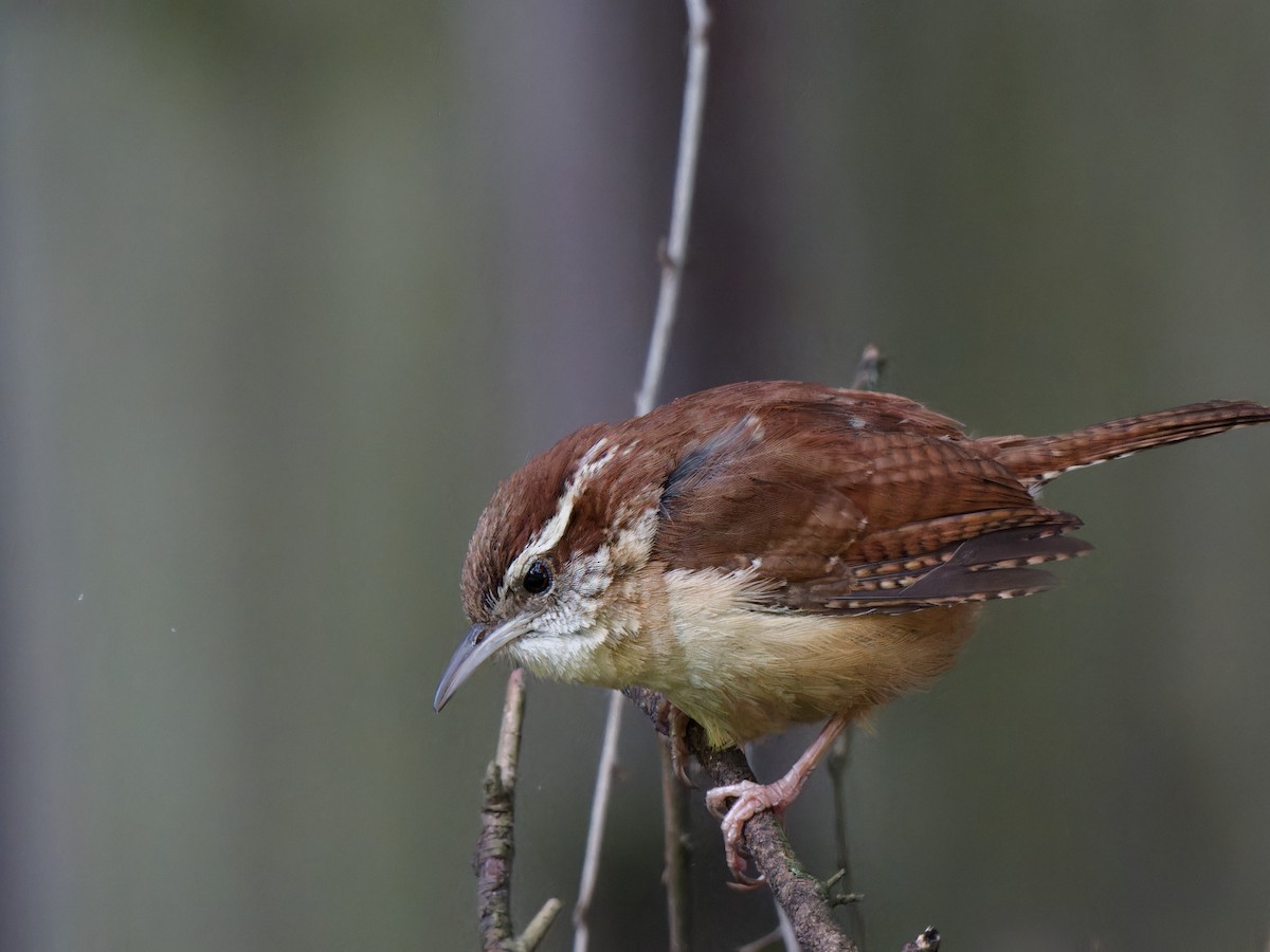 Carolina Wren - Ankur Dave