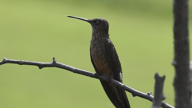 Colibrí Gigante - ML619128830