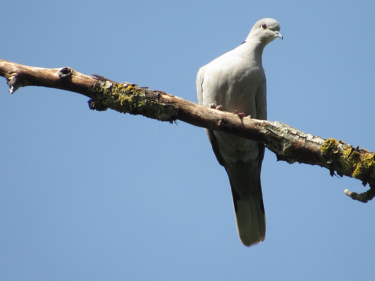 Eurasian Collared-Dove - Abby Haight