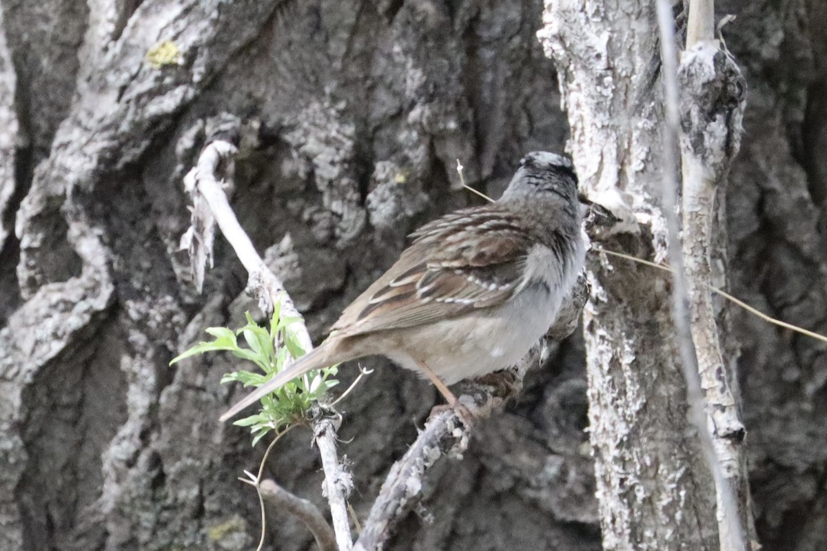 White-crowned Sparrow - Sarah von Innerebner