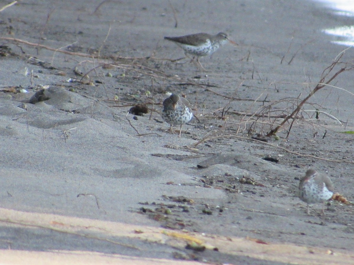 Spotted Sandpiper - Abby Haight