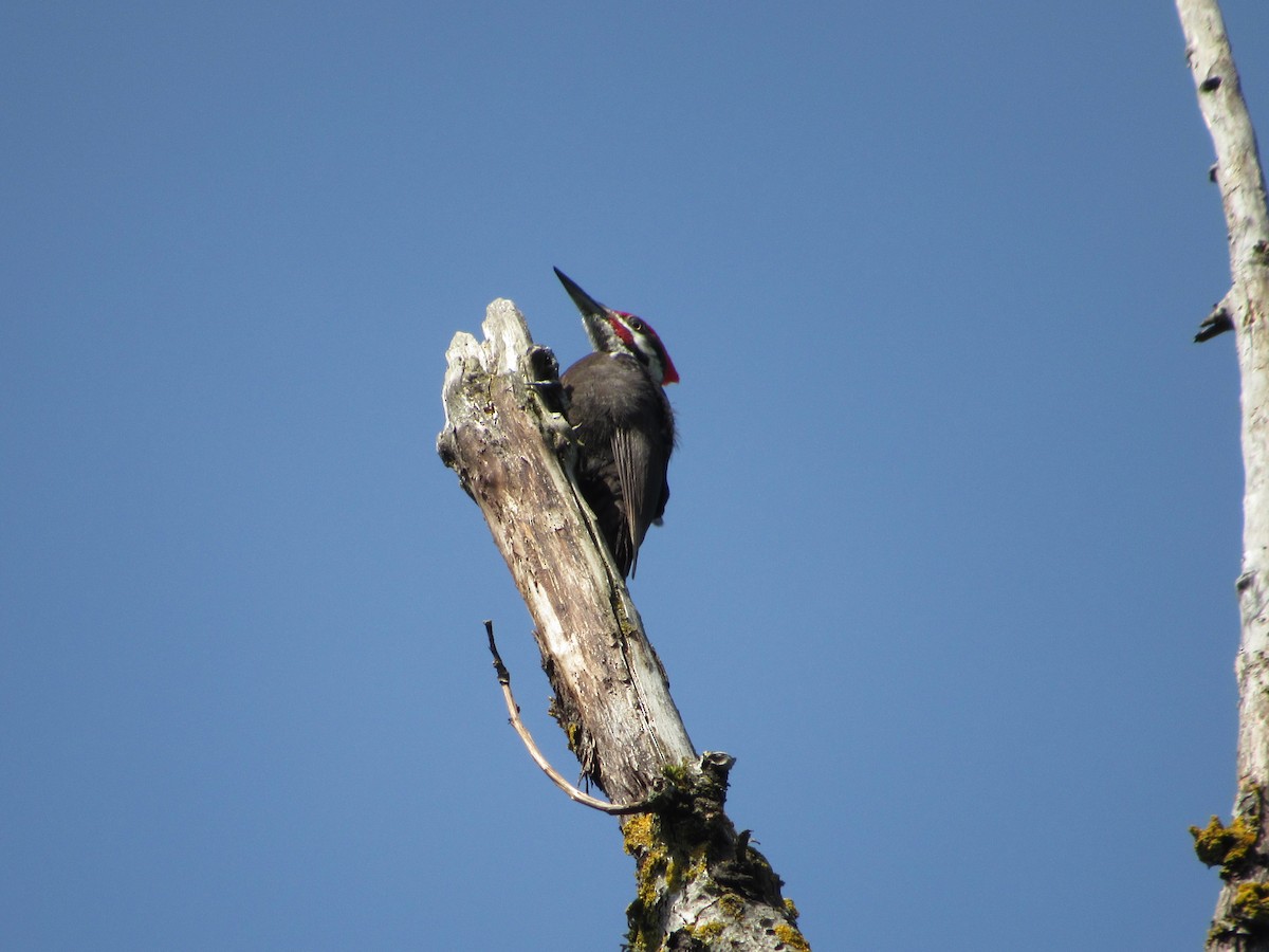 Pileated Woodpecker - Abby Haight