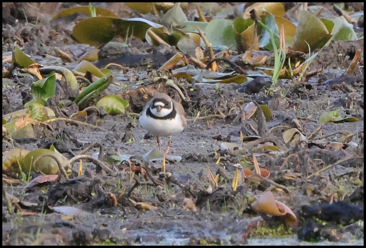 Semipalmated Plover - ML619128871