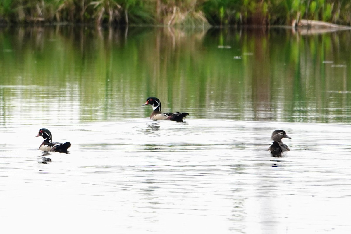 Wood Duck - Linda Hamp