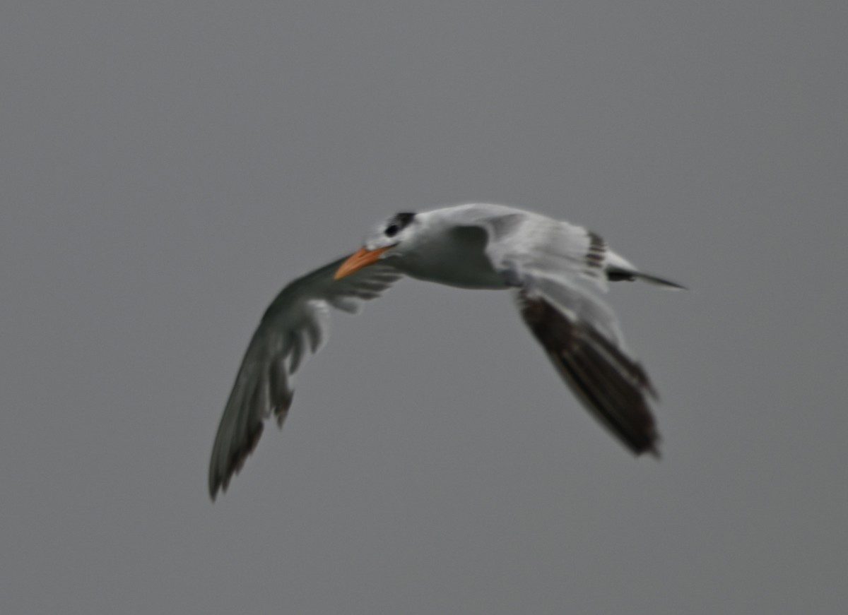 Royal Tern - Paula Gatrell