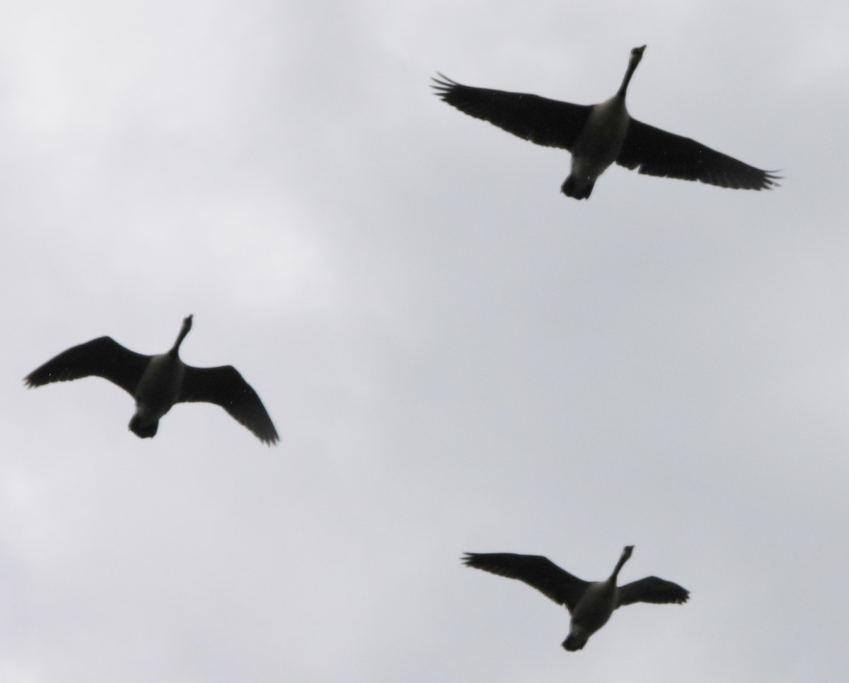 Canada Goose - alan murray