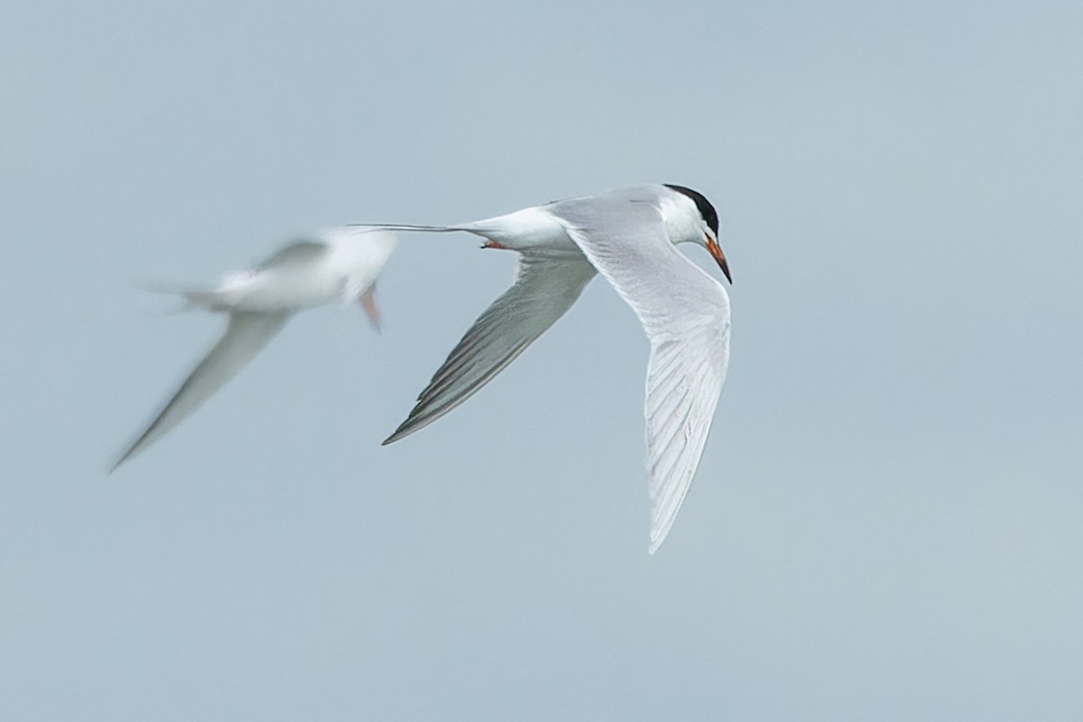 Forster's Tern - ML619128972