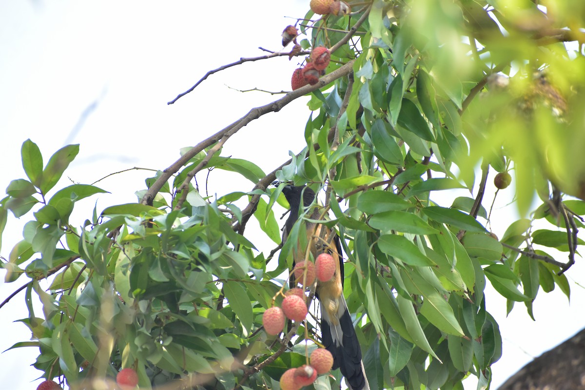 Rufous Treepie - ML619128974