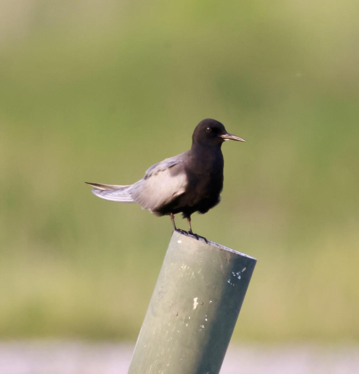 Black Tern - ML619128995