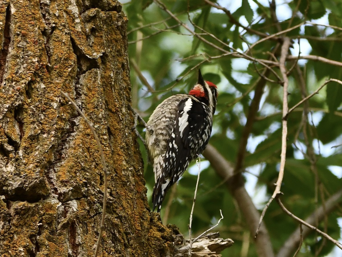 Red-naped Sapsucker - Shiraz Vira