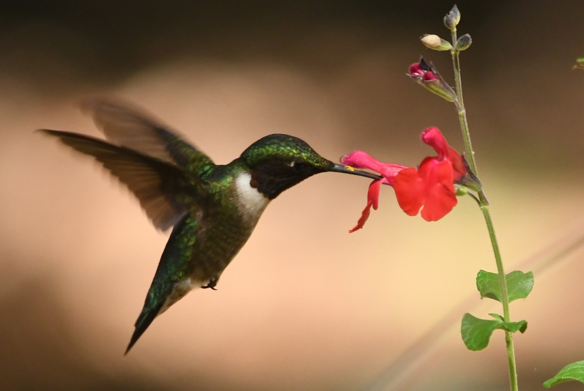 Ruby-throated Hummingbird - Teresa Mawhinney