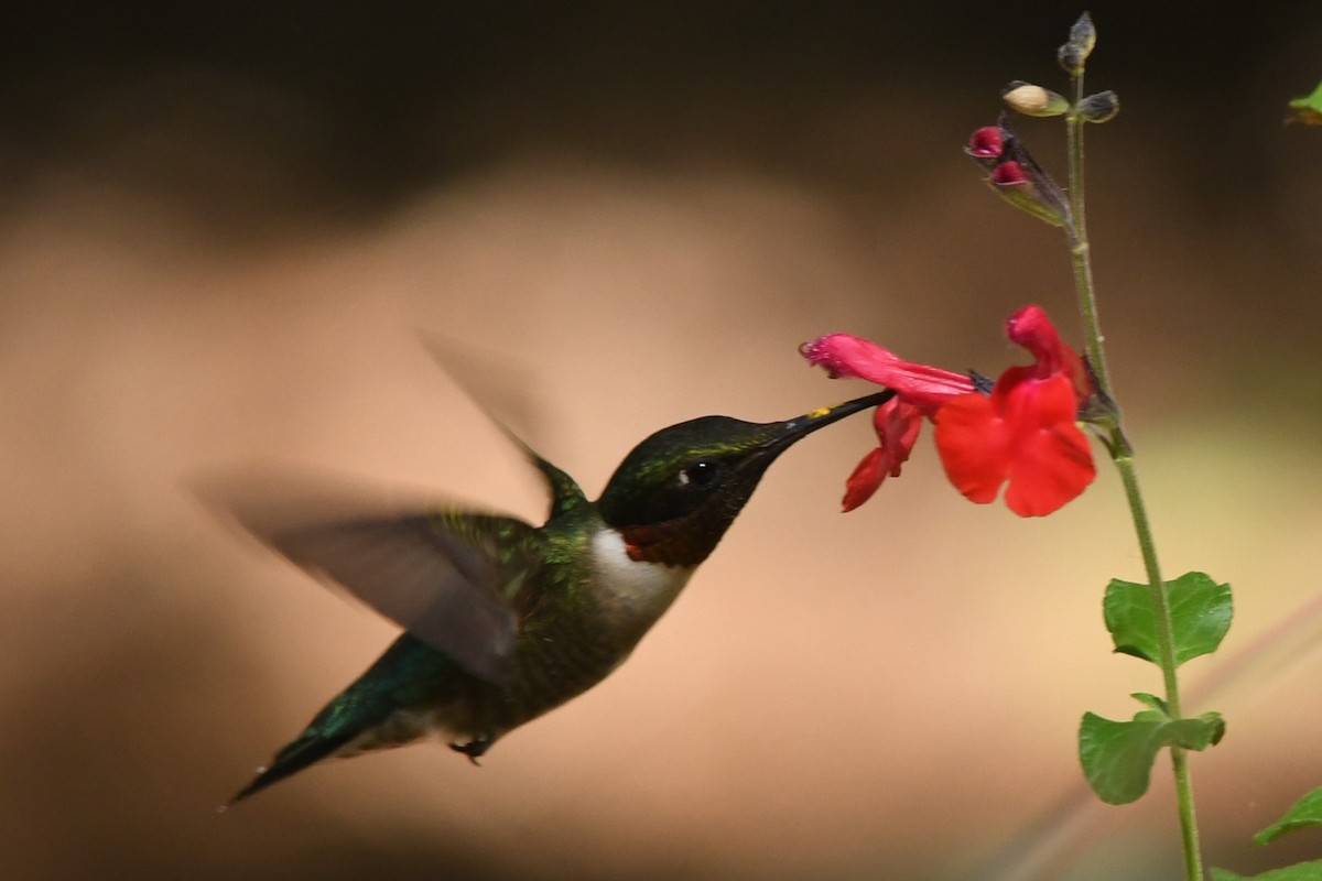 Ruby-throated Hummingbird - Teresa Mawhinney