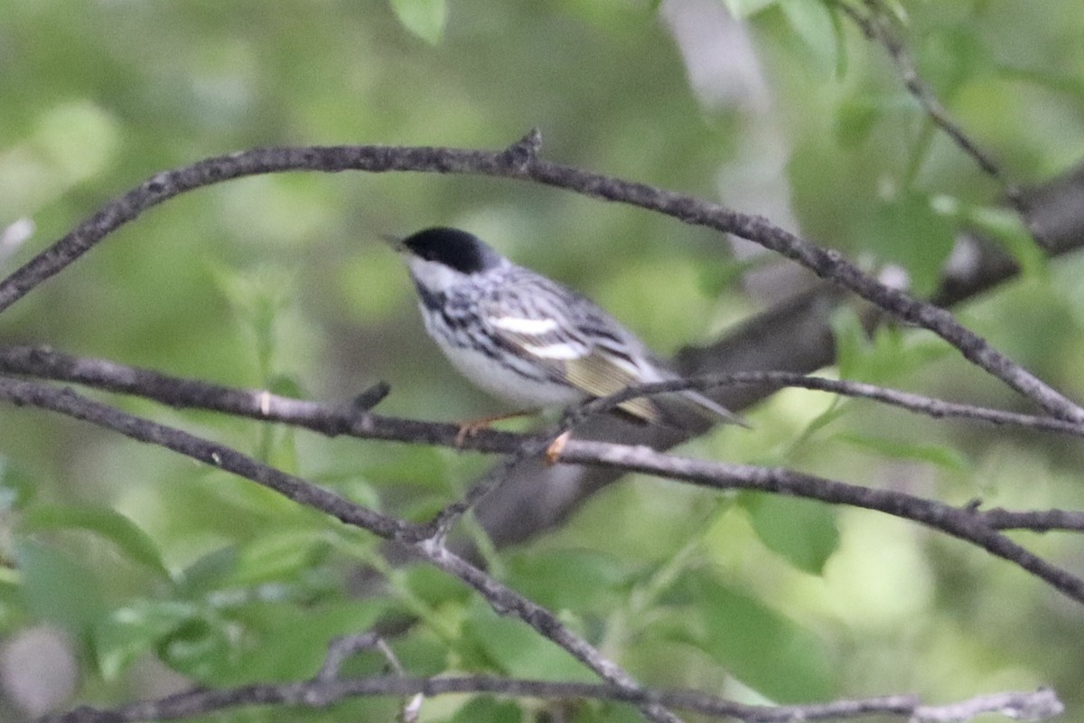 Blackpoll Warbler - Sarah von Innerebner