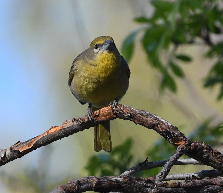 Hepatic Tanager - Emilie Strauss