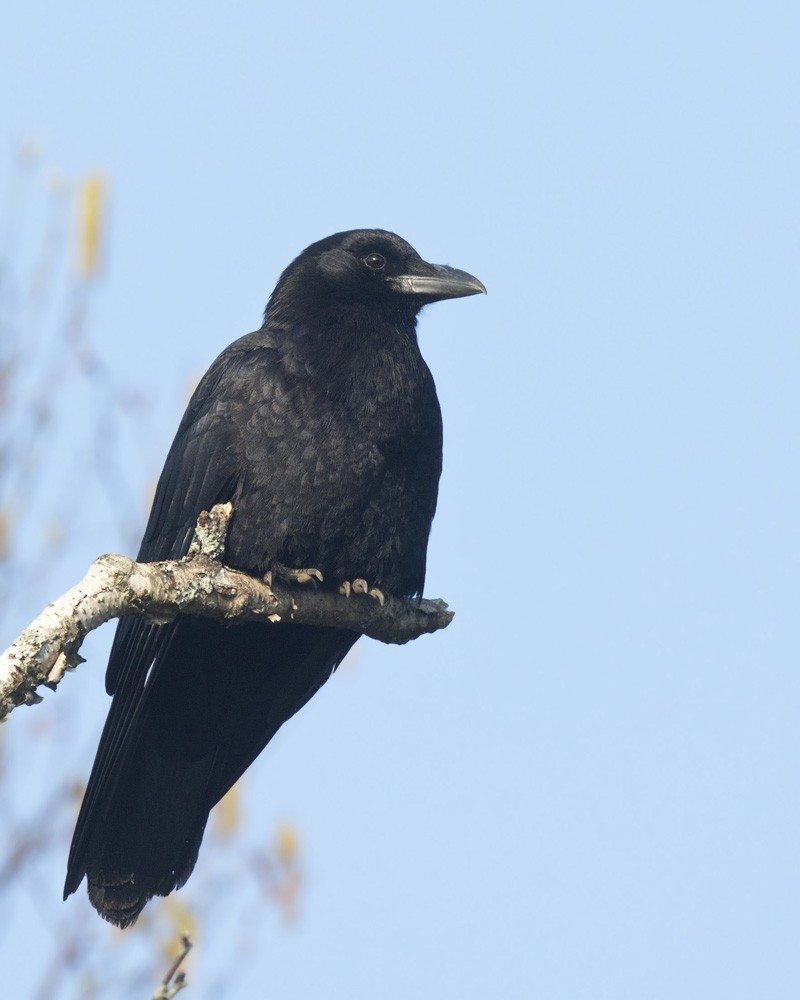 American Crow - pierre martin