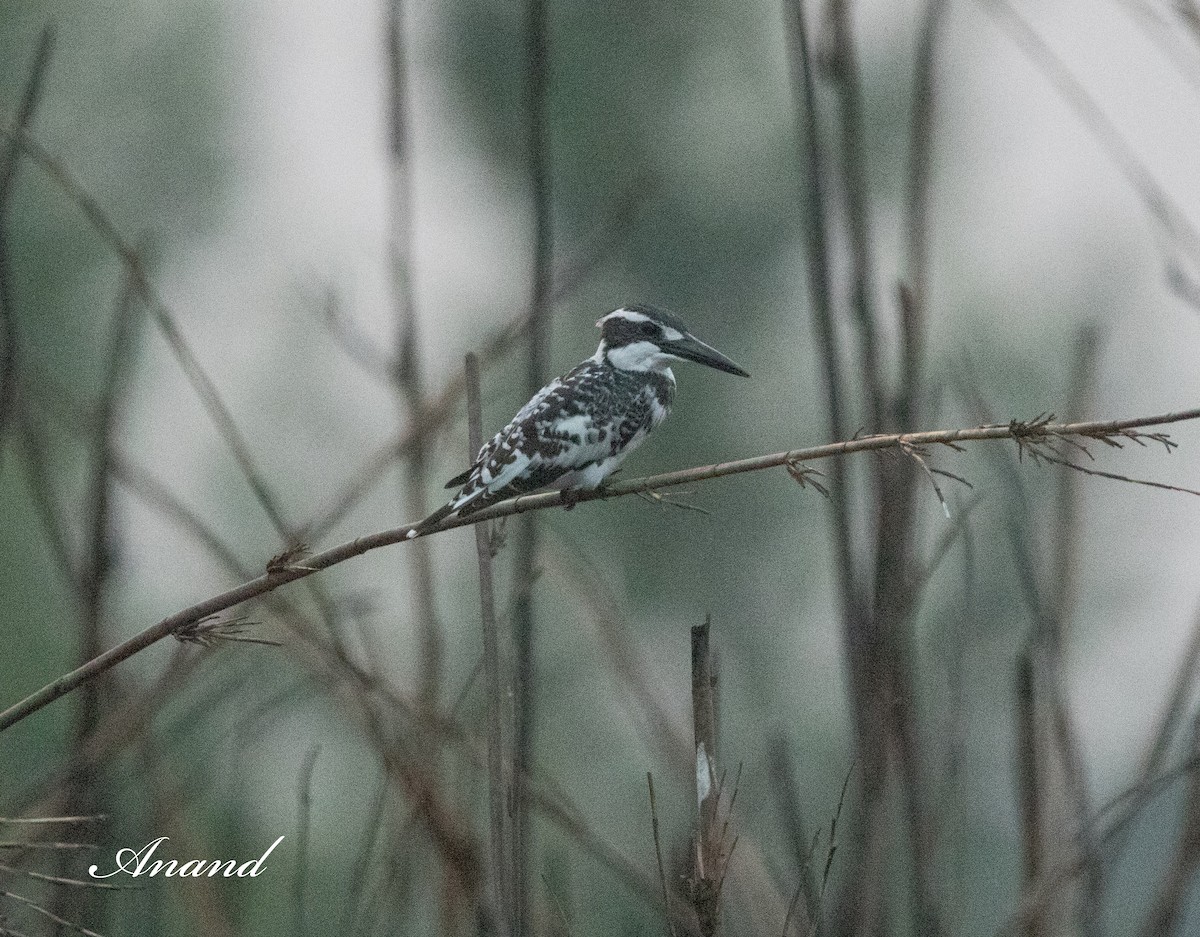 Pied Kingfisher - Anand Singh