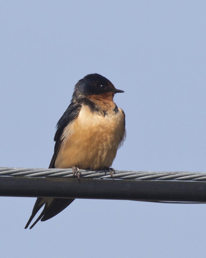 Barn Swallow - pierre martin